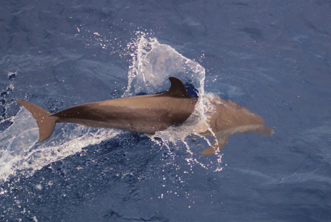 Photo of Dolphin